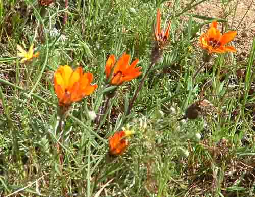 Darling Wild Flower garden