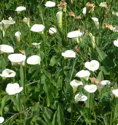  Lilies