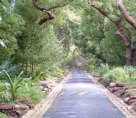  Camphor Avenue