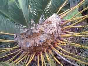  Cycad