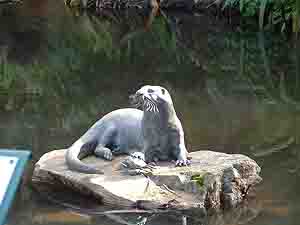  Cape Clawless Otter