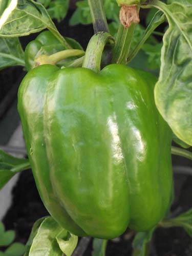  Pepper>
</div>
<div align=