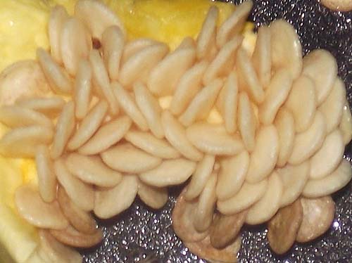  Pepper seeds>
</div>
<div align=