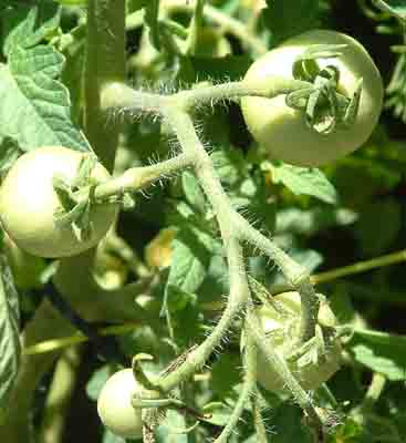  Tomatoes