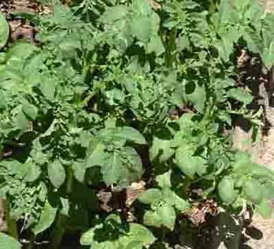 Tomatoes