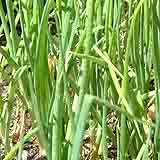 onions 