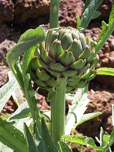  artichoke