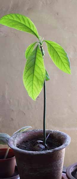  Avocado pear tree