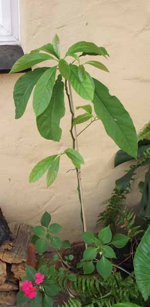  Avocado pear tree