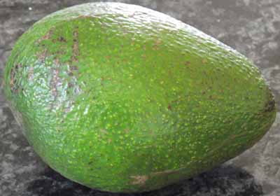  Avocado pear tree
