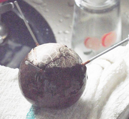  Avocado pear tree