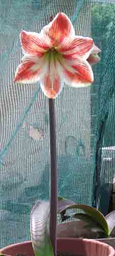  amaryllis