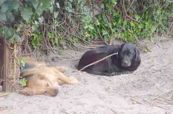 digging dogs