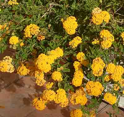 yellow lantana 