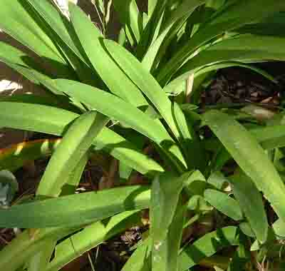 agapanthus 