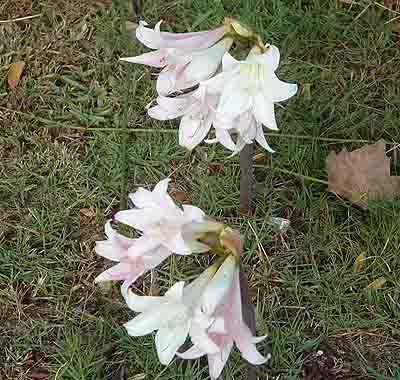  Marsh Lily