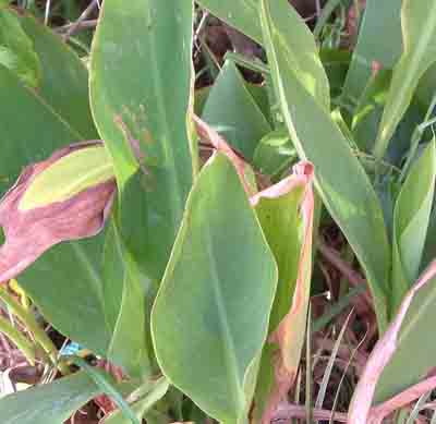  cannas