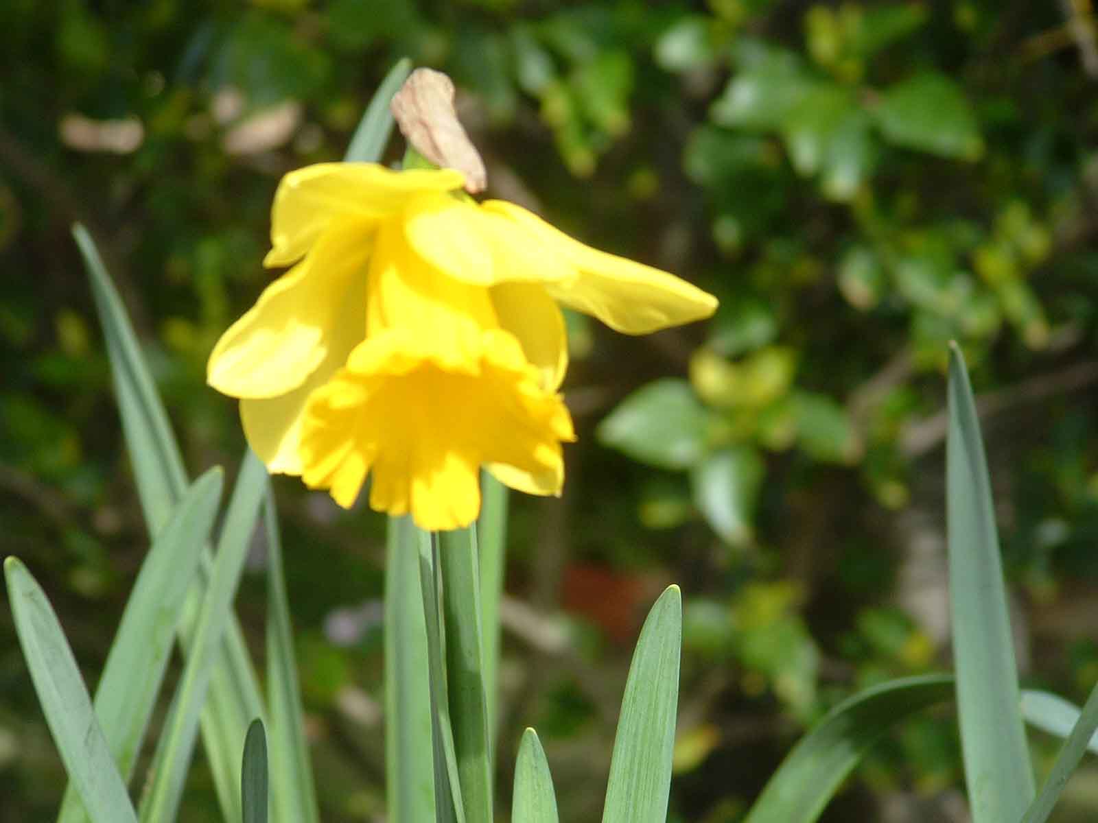  Daffodils