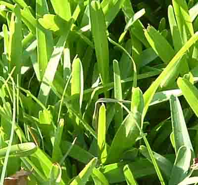   Buffalo grass