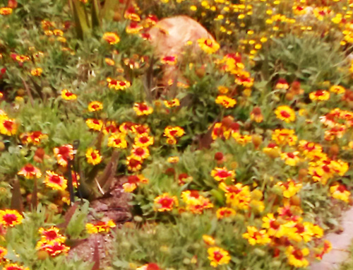  Gaillardias