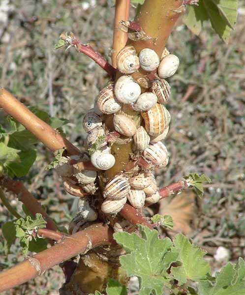 Snails
