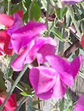 sweet peas
