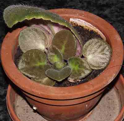 African Violet