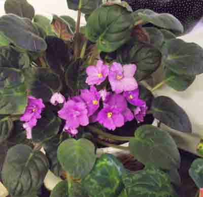  African Violet